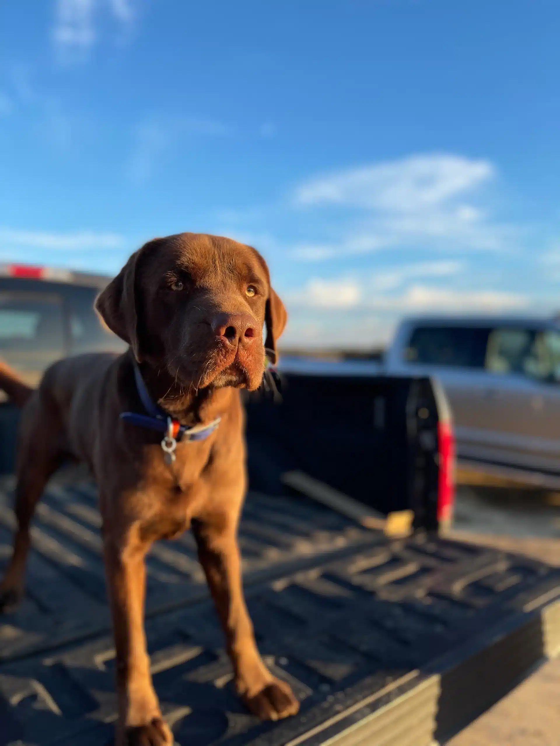 chocolate lab