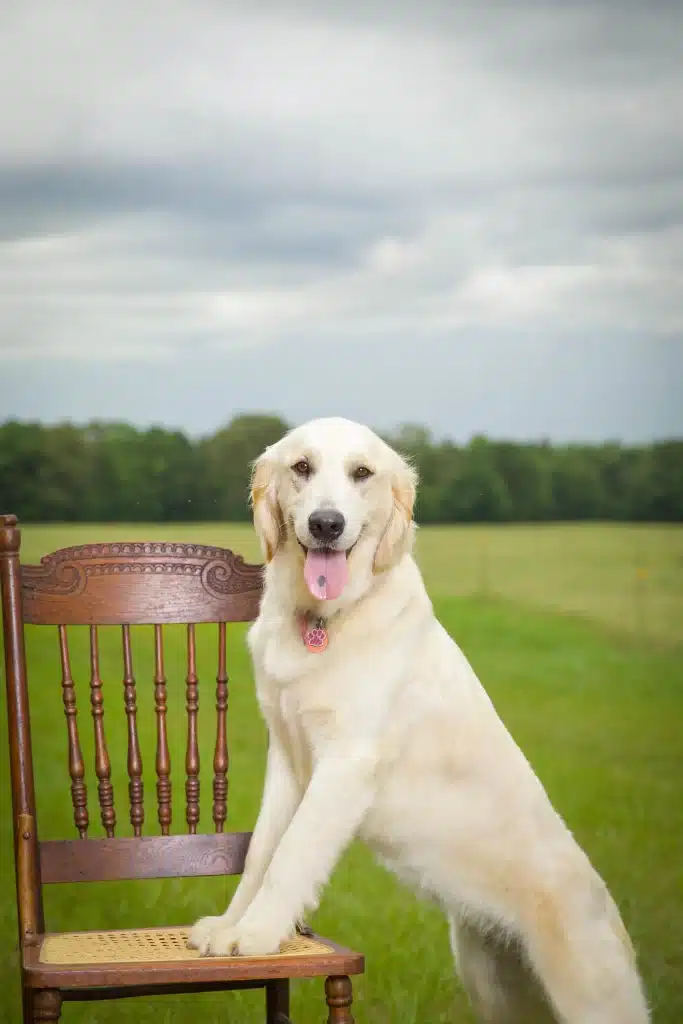 golden retriever