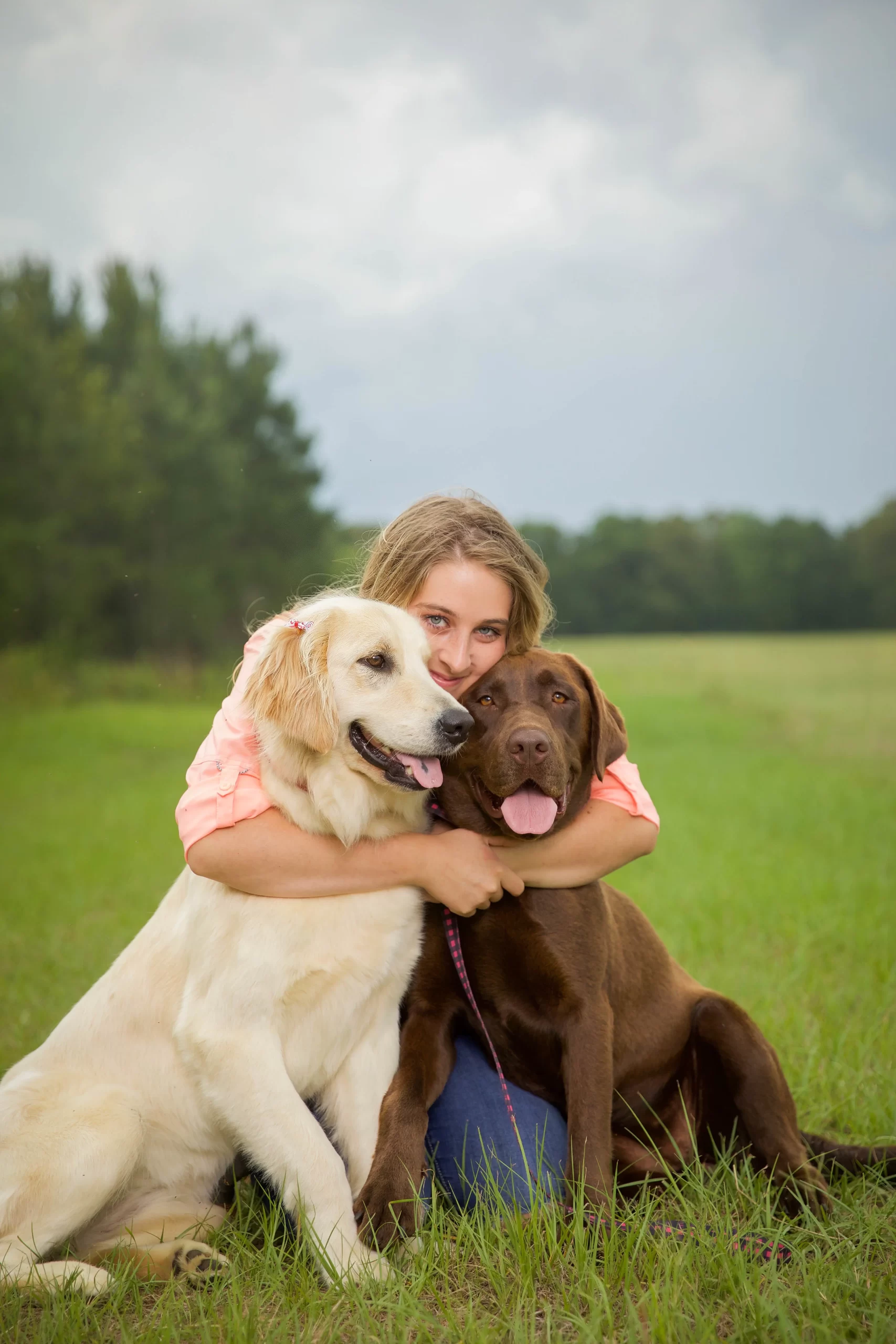 Golden retriever, labs