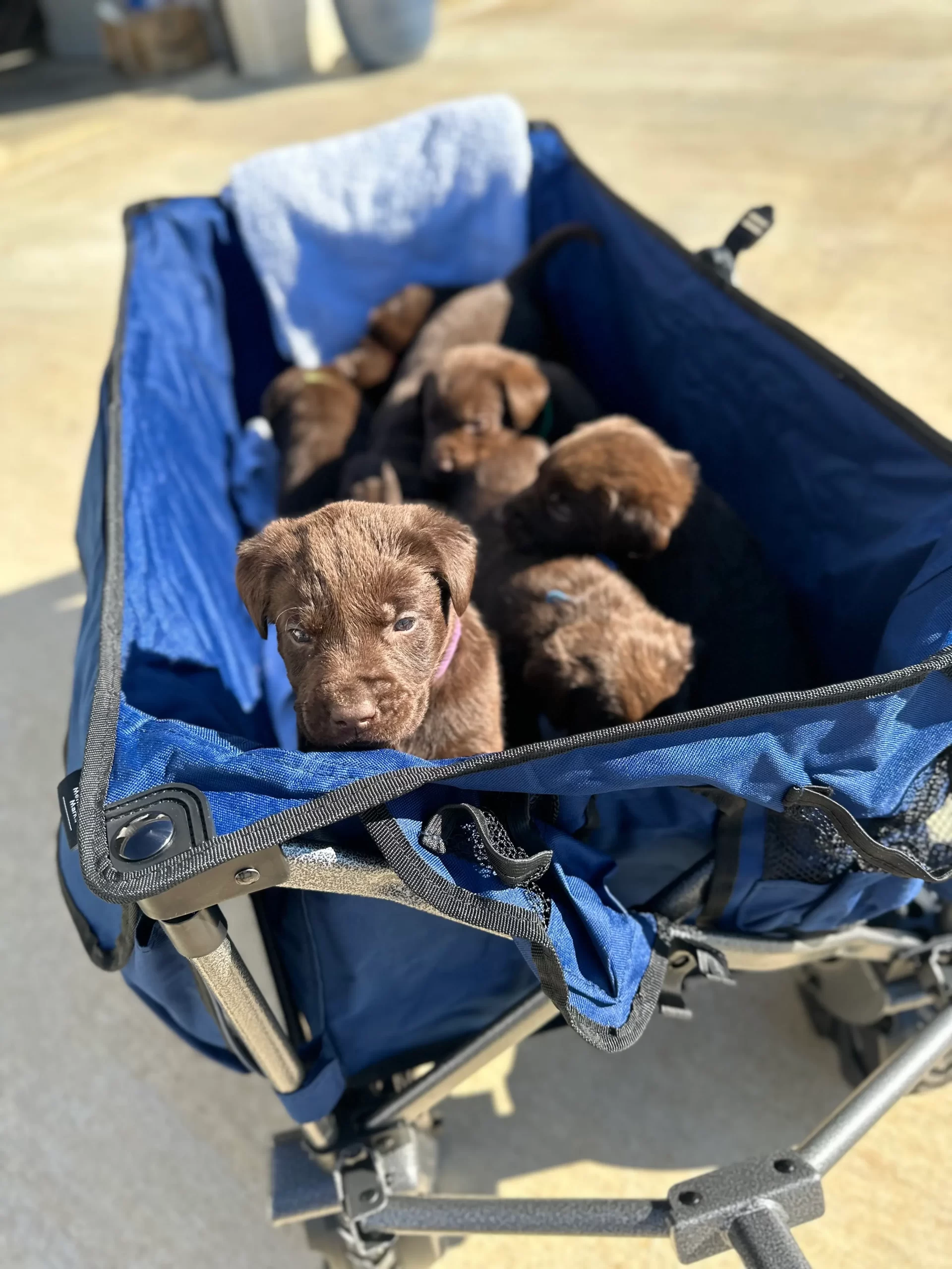 chocolate labs