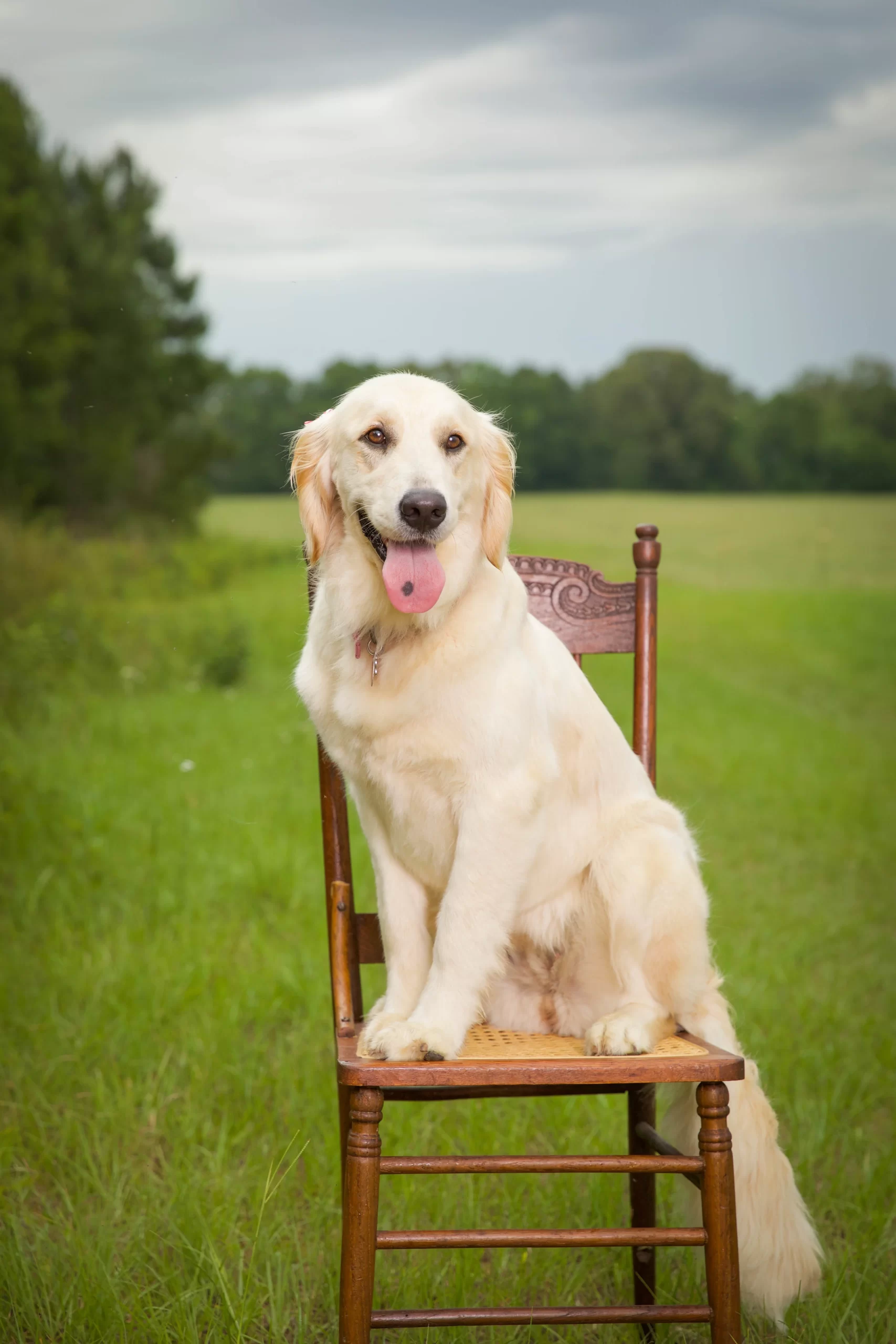 golden retriever, AKC golden retriever, puppies