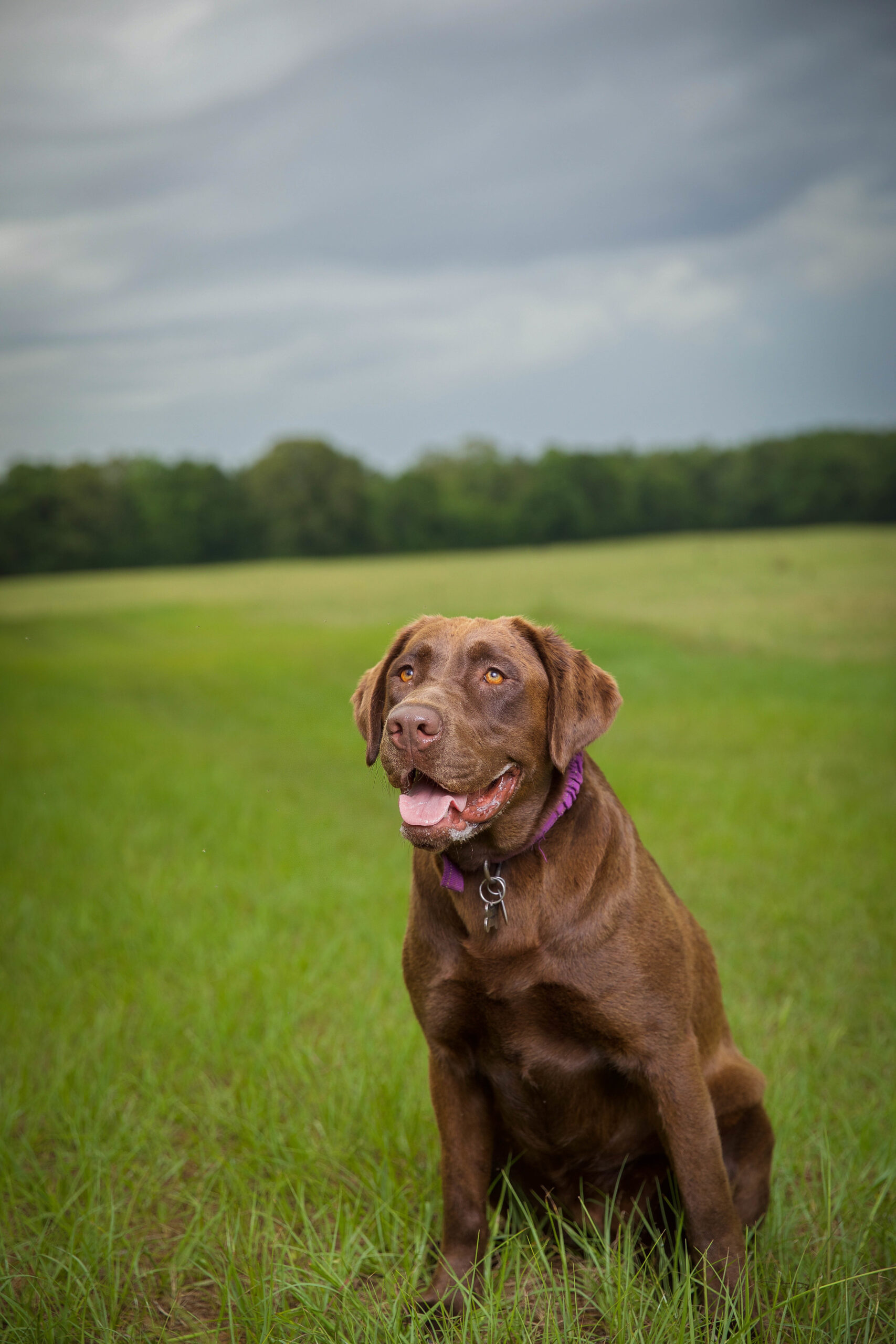 labrador retriever