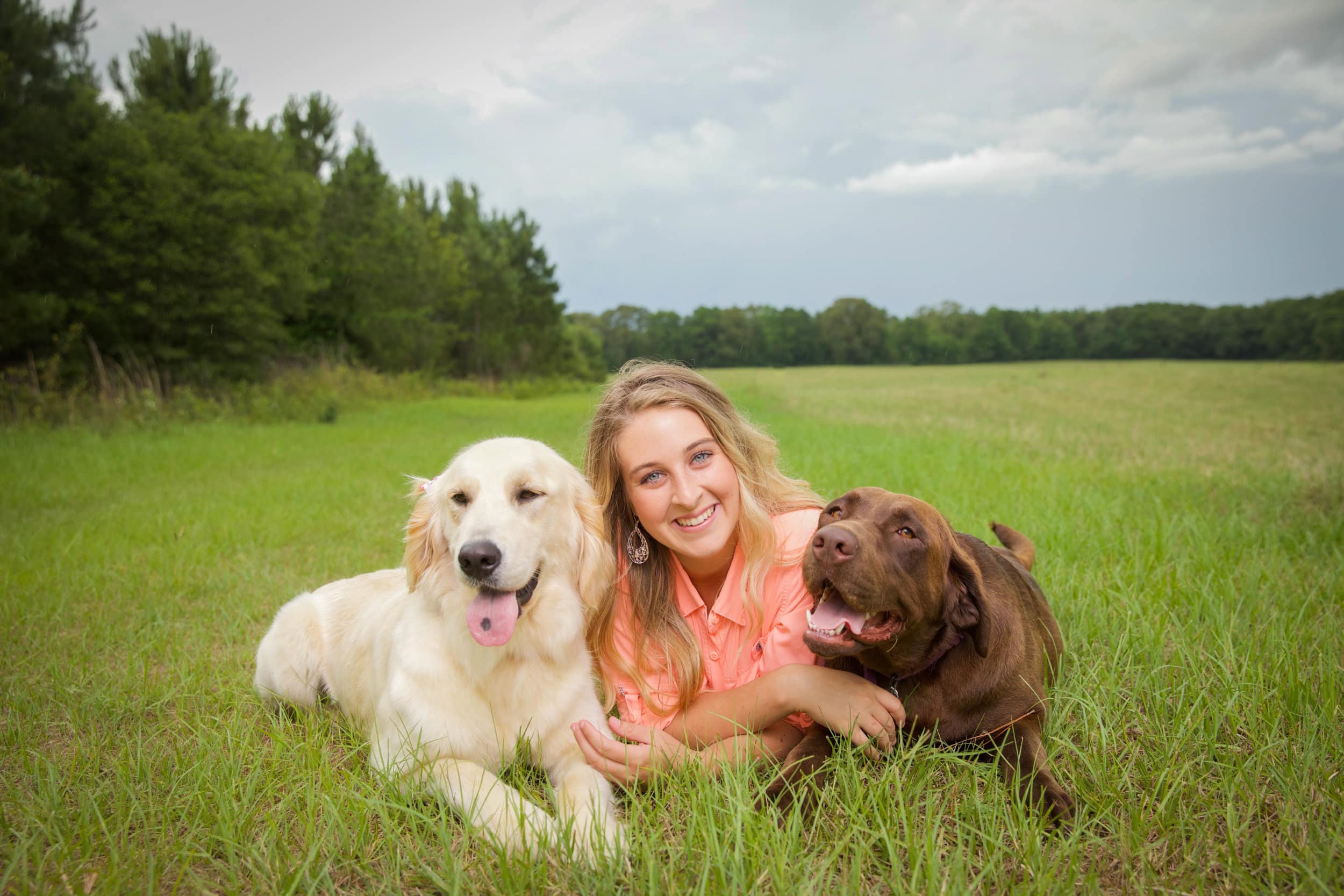 Golden retriever, labrador retriever, alabama, dogs, puppies for sale, puppies for sale in alabama