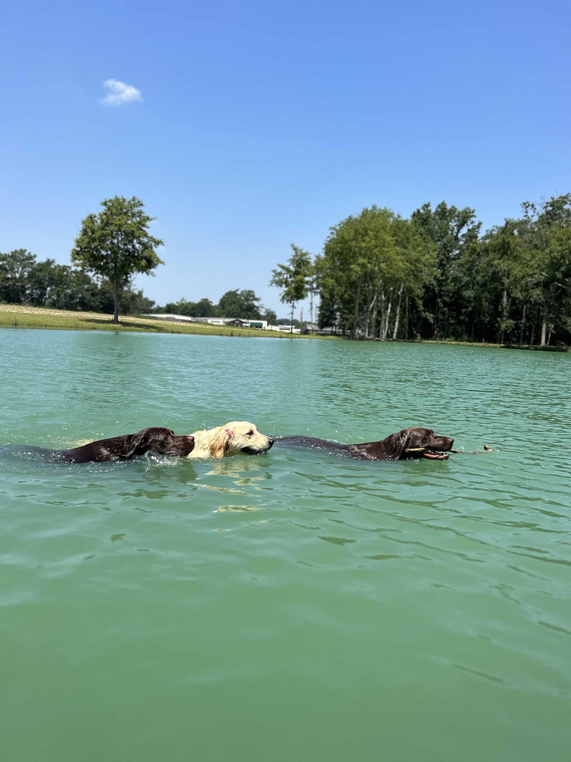 Chocolate labs, golden retrievers, ponds, water dog, swimming