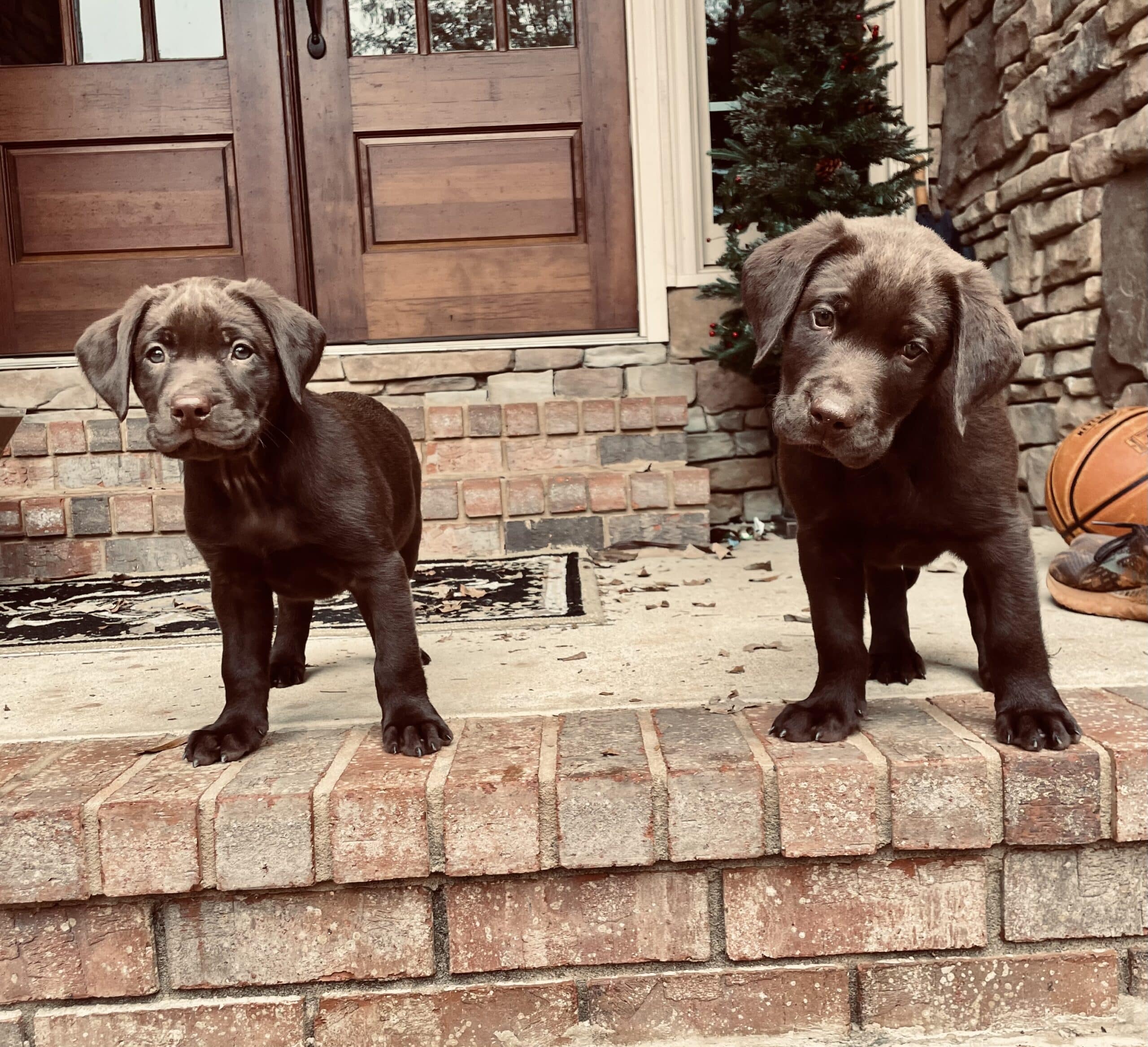 puppies, brothers, labs, chocolate labs