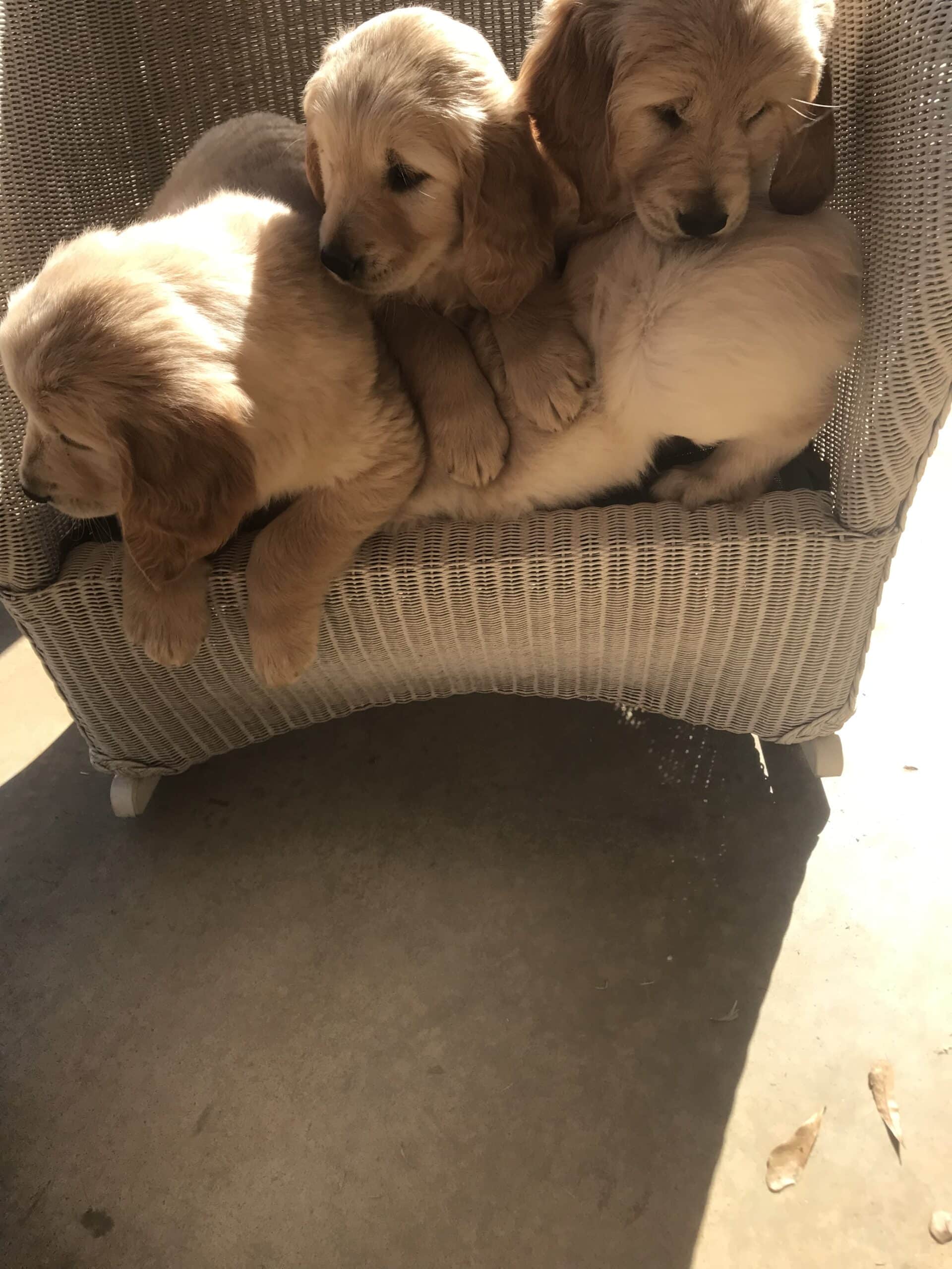 golden retriever, AKC puppies